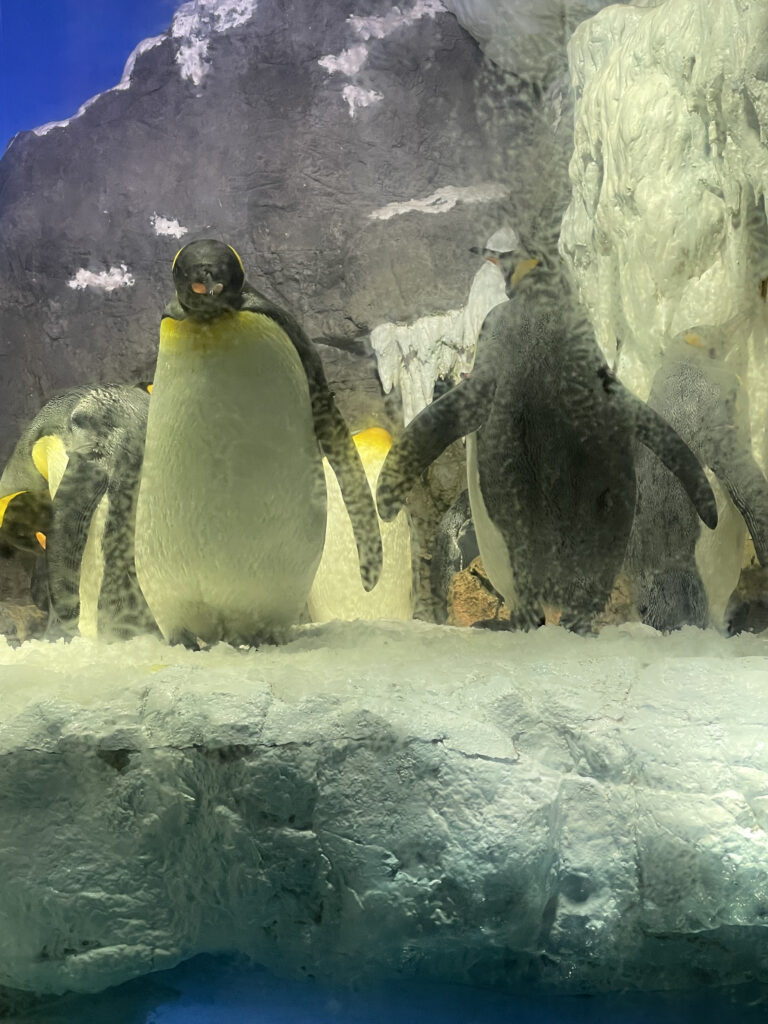 オウサマペンギン|海遊館