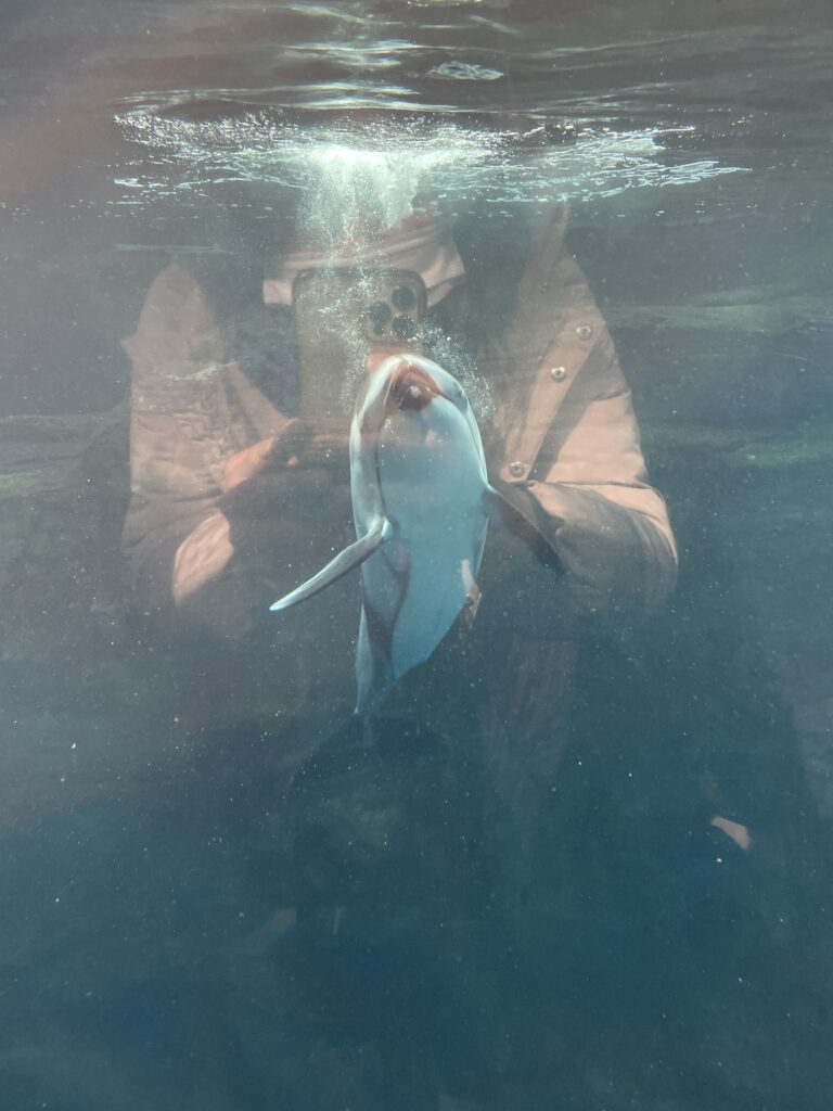 カマイルカ|海遊館