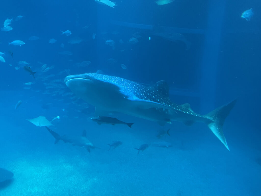 ジンベエザメ|海遊館