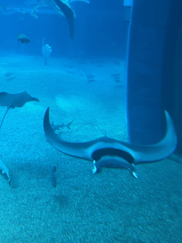 イトマキエイ|海遊館