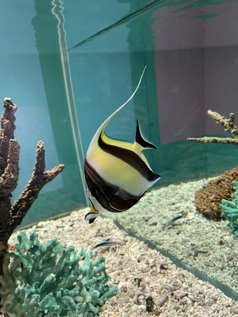 ツノダシ|海遊館