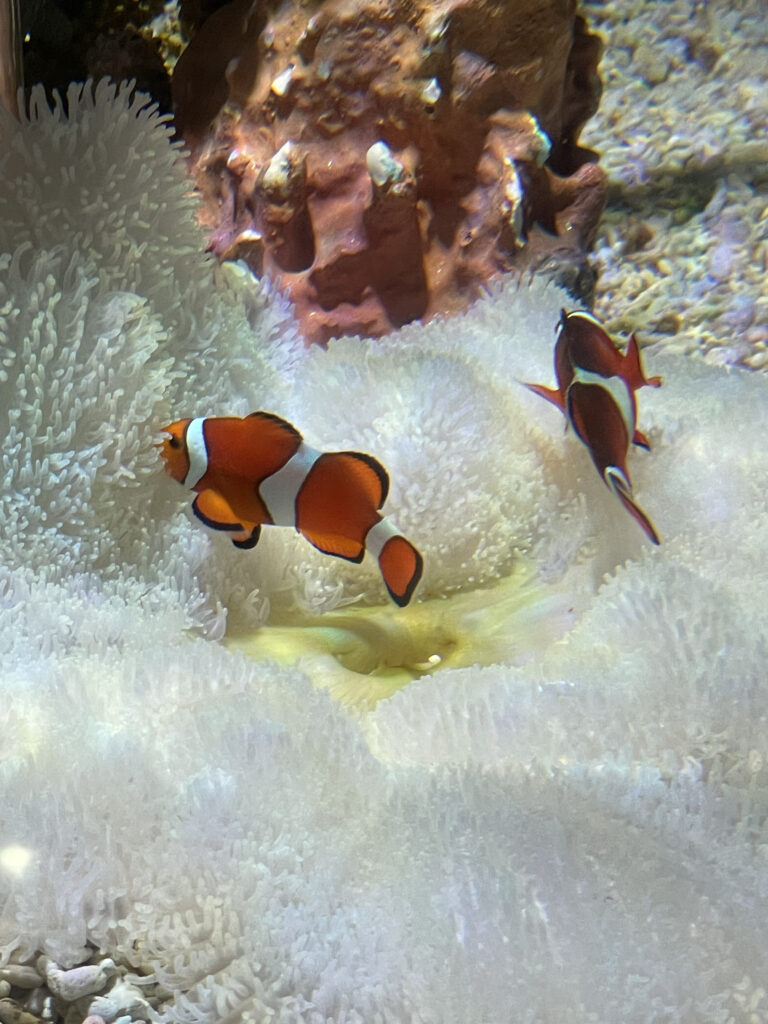 カクレクマノミ|海遊館