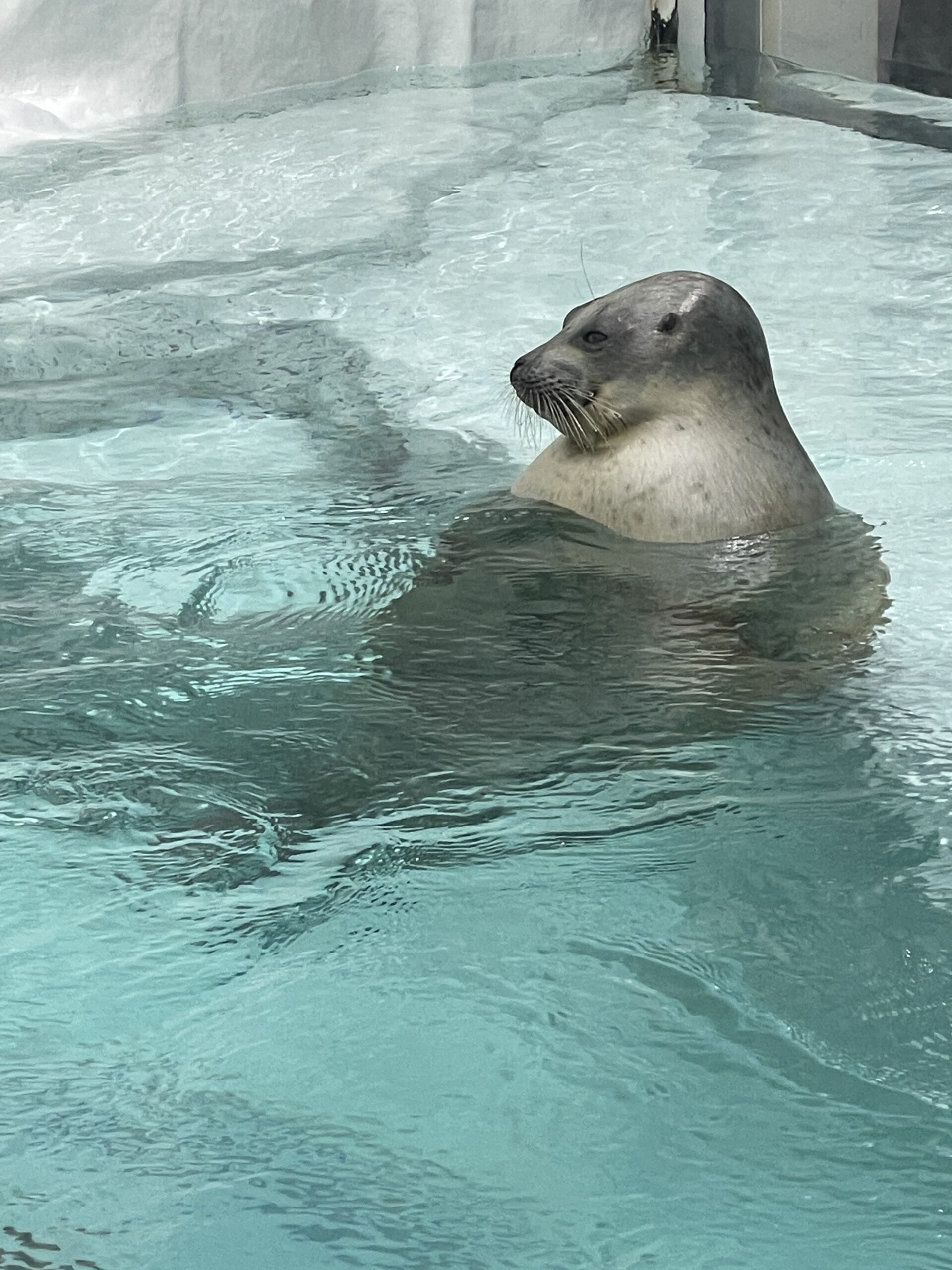 ワモンアザラシ海遊館