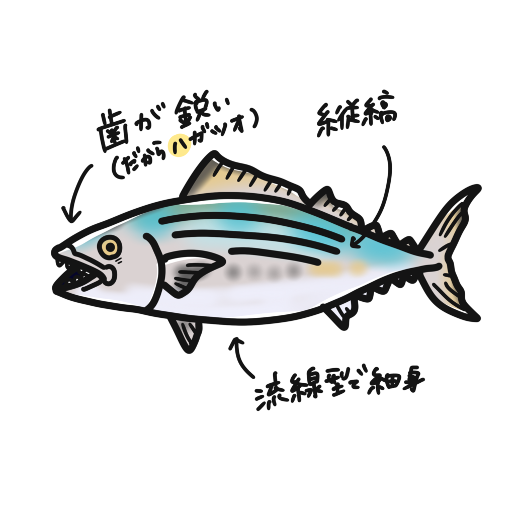 ハガツオのイラスト（海洋楽部）